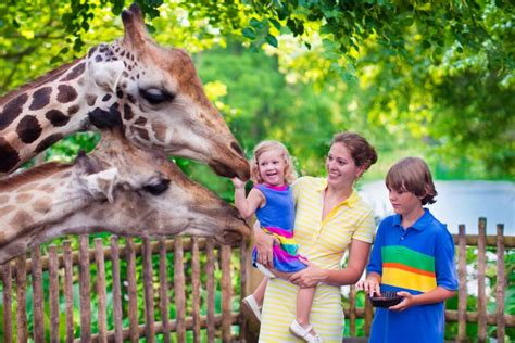 zoo メンバー: 彼らの存在はなぜ私たちの心を揺さぶるのか？